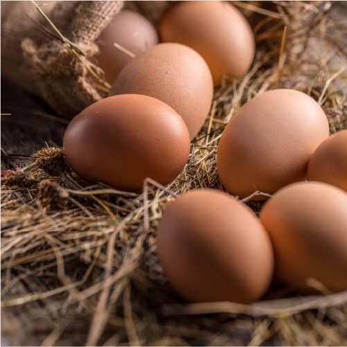 Oeuf de poule
