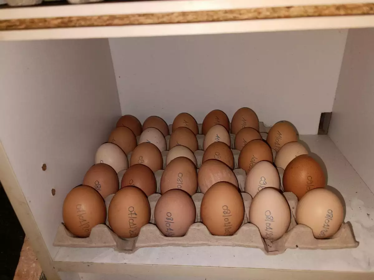 Oeuf de poule
